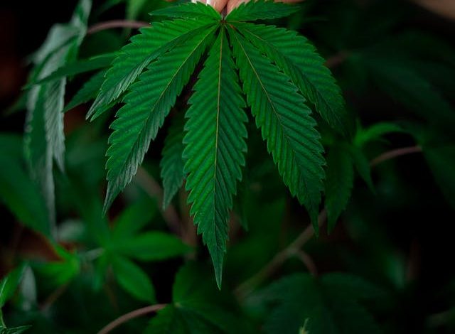 Les Incontournables des Édibles : Guide du Débutant pour les Friandises au Cannabis
