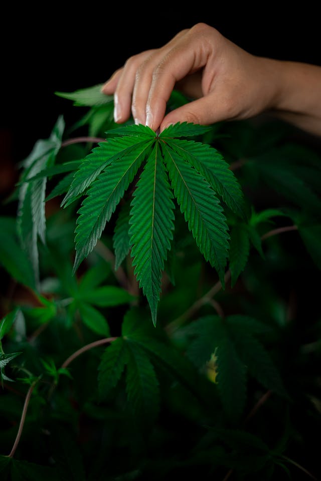Les Incontournables des Édibles : Guide du Débutant pour les Friandises au Cannabis