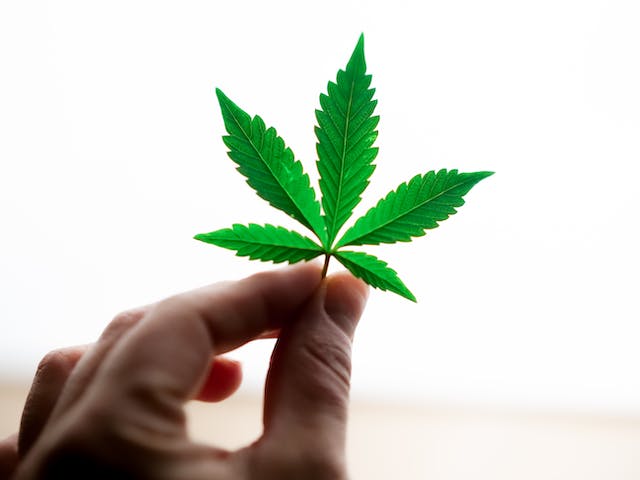 La Science Derrière l’Euphorie du Cannabis: Une Exploration des Effets sur le Corps et l’Esprit